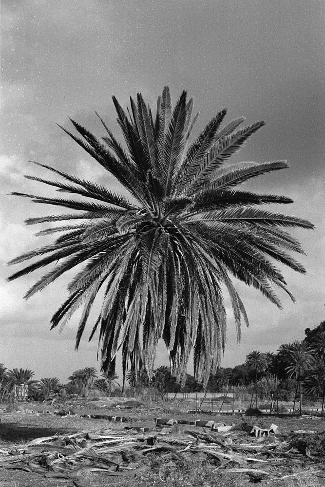 Tim Rod - Urgent Paradise